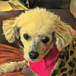 The way my dog is SUPPOSED to look after grooming.