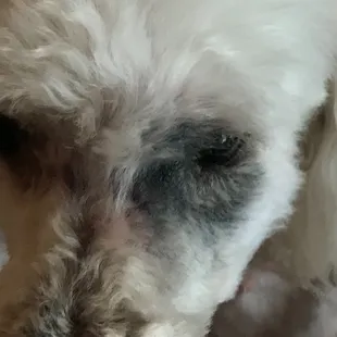After Wet Dog grooming 03.18 Eye contusion--groomer said she &quot;must have been bitten by a spider!&quot; IN the WET DOG van????