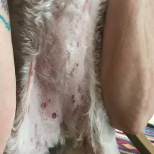 After Wet Dog grooming 03/18 Ravaged belly and legs