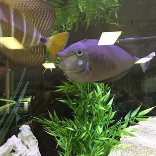 Such a cool fish!