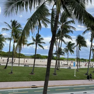 palm trees on the beach