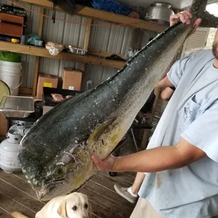 MAHI, swimming this morning.