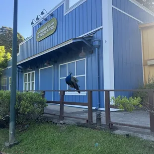 Good morning peacock