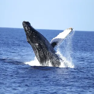 Take in the majesty of humpback whales in their winter home of Hawaii.