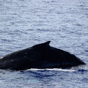 Take in whale sightings from the comfort of a two-deck boat with wraparound seating and a front deck.