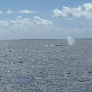 Whale spout