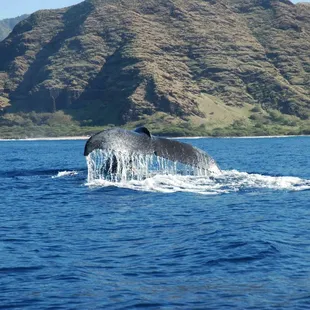 Along with seeing humpback whales, take in the beauty of the golden coastline.