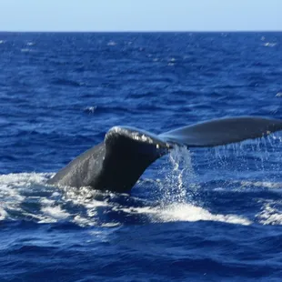 Each whale's tail markings are different, just like our fingerprints!