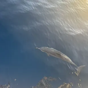 Dolphin