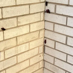 Roaches