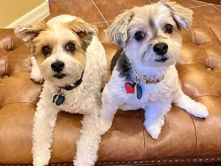 Zee's Dog Grooming