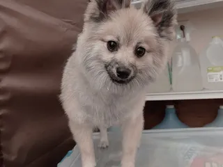 Karabu Pet Grooming