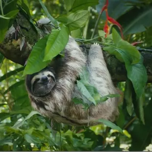 #Sloth