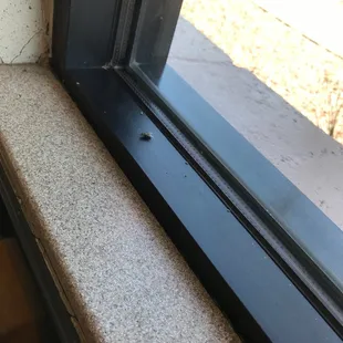 Flies everywhere inside