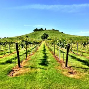 rows of grape vines in a vineyard