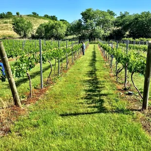 rows of vines in a vineyard