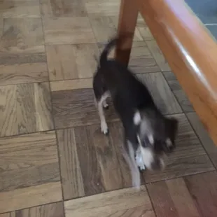 a small dog on the floor