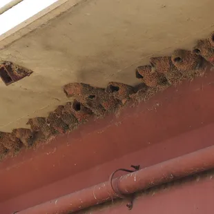Bird nests under overpass