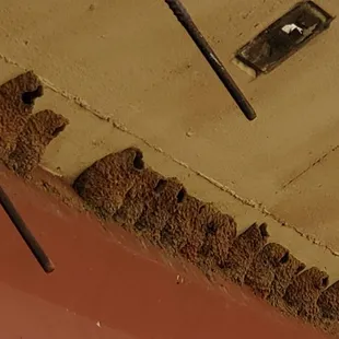 Bird nests under overpass