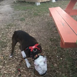 Dog friendly outdoor seating