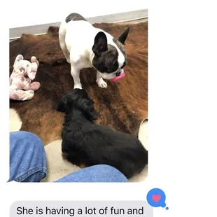 John updating me periodically throughout the day about Stella's whereabouts