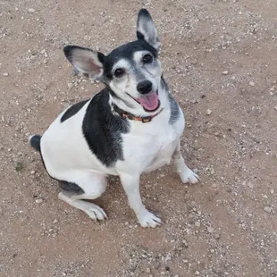 Chloe practicing "sit"