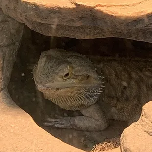 Mango the bearded dragon