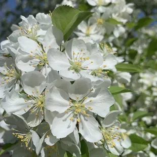 Plum leaf  crabapple