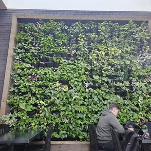 Green wall