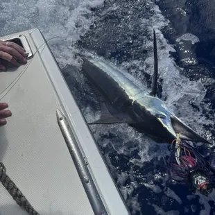 Blue marlin