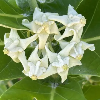 Lei W.