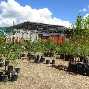 a variety of trees and shrubs