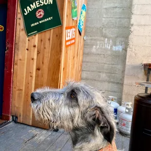 Gilligan the Wolf Hound is in the house