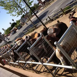 Horse parked outside
