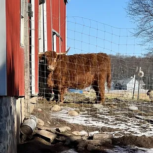 a cow in a fenced in area