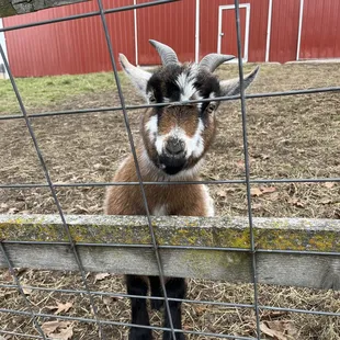 Say hello to the goats while you wait for your table.