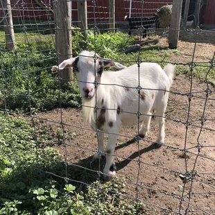 Goats outside