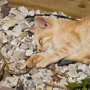 Does this really look comfortable?