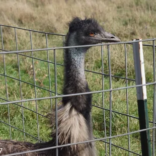 Get up close and personal with an emu.