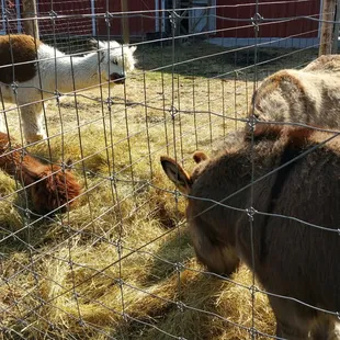 Fun feeding and petting them after bfast!