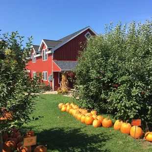 Pumpkins anyone?