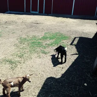 Cutest Baby Goats