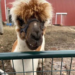 Llamas