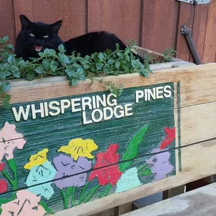 Mr. Whispers Says: Come and stay the night, Enjoy the Warm cozy Fireplaces in our rooms. There Prrrrefect !