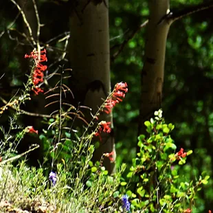All sorts of flowers at the park.