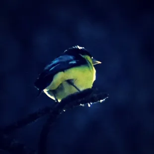 Little yellow song bird.