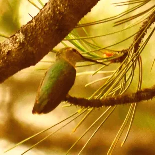 Hummingbird at Whispering Pines.