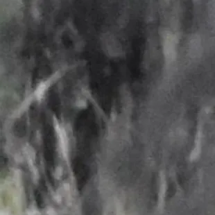 Grainy photo of Bears at Whispering Pines. I enlarged a picture of a deer and didn't realize that a bear was waiting to eat the berries.