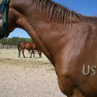 a retired calvary horse