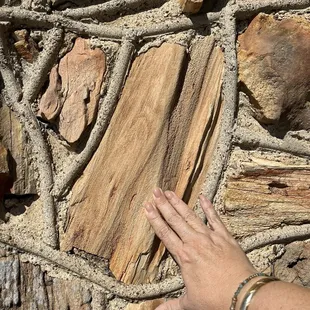 Petrified wood!